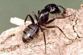 Carpenter Ants