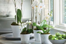 Moth Orchids