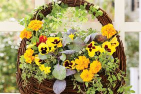 A hanging basket container with yellow garden pansies and marigolds, baby kale, cilantro (pictured growing along the handle), golden lemon thyme (on the bottom left), and Italian oregano (on the bottom right)