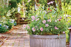 Wildflower Container Garden