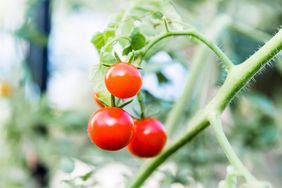 Nicole Burke Kitchen Garden Advanced Fruiting Plants/Tomatoes