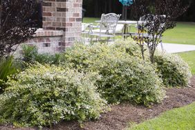 ‘Miss Lemon’ Abelia Plant for Front Yard