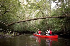 Edisto River Through Aiken State Park