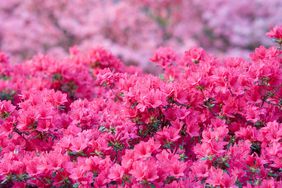 Pink azalea bush