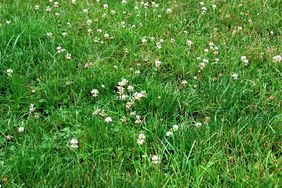 Close-up of clover at Harry P Leu Gardens, Orlando, Florida