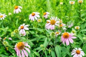 coneflower