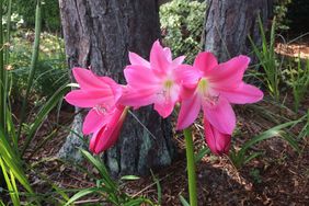 Ellen Bosanquet Crinum Lily