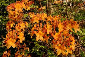 Florida flame azalea