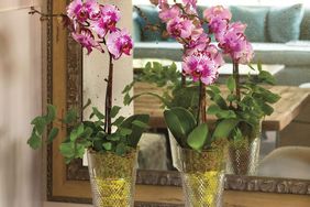 Moth Orchids