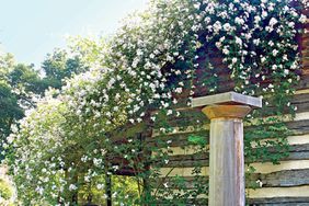 White climbing roses on porch and side of home