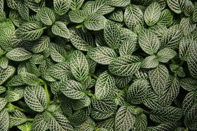 Fittonia