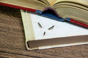 silverfish of several pieces near the open book.