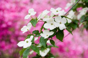 Flowering dogwood in spring.