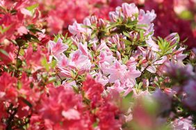 Azaleas