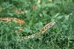 snake in garden