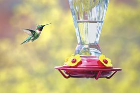 hummingbird feeder