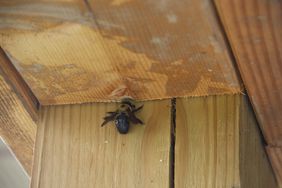 Carpenter Bee on Porch