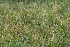 Dry lawn with crabgrass