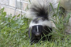 Skunk in Backyard