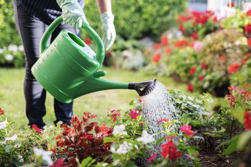 Watering flowers with green watering can