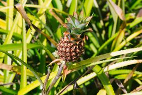 Pineapple Growing on Plant