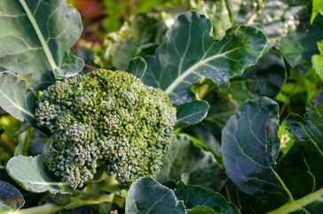 Fresh broccoli plant with flower head, growing in home garden.