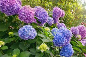 Pink and blue flowers of Hydrangea ( Hydrangea macrophylla ) in garden