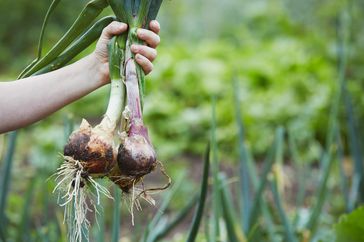 Onion from garden