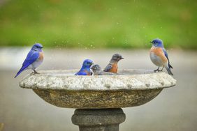 Group of Western Bluebirds enjoying a morning birdbath