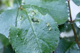 France. Seine et Marne. Garden during spring time. Close-up on rose and rose leafs attacked by aphids.