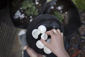 Putting Eggshells Into Garden Containers 