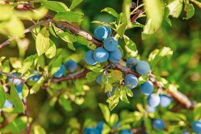 Fresh organic blueberries grown in an ecologically clean area