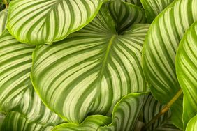 Calathea orbifolia