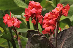 Cannas 