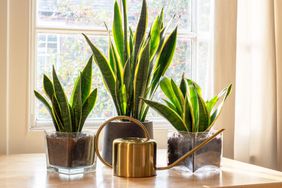 Potted snake plant (Sansevieria trifasciata)