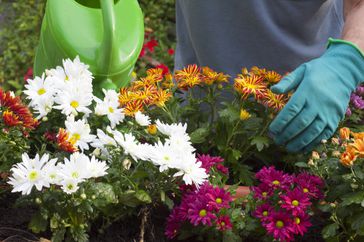 Gardener watering flowers with a watering can in garden 