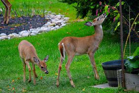 Deer in garden smelling plants and grass