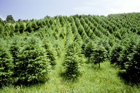 Christmas Tree Farm