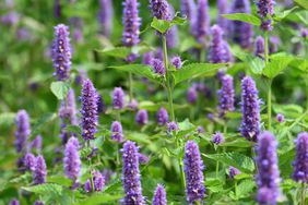 Agastache foeniculum, is a short-lived herbaceous perennial with blue flowers