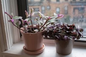 Two tradescantia plants