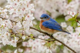 Photo of Eastern Bluebird on a cherry blossom