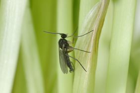 Fungus gnat on plant