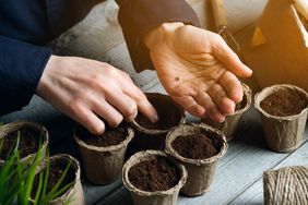 Planting Seeds in Pot