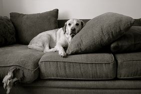 Dog on Couch with Hole