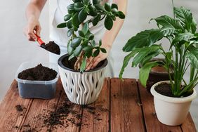 Repotting Plants