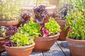 Lettuce growing in pot