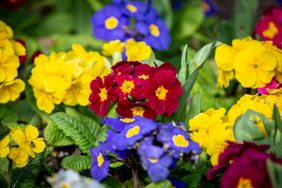 Polyanthus Primrose