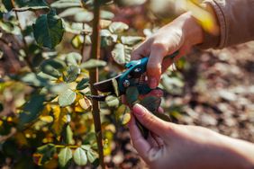 Gardener prunes roses in fall