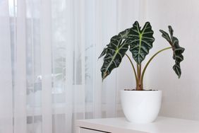 Alocasia Houseplant 