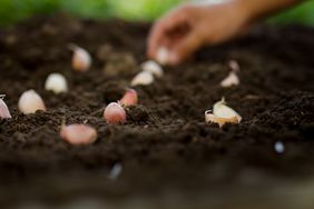 Expert farmer growing a garlic on black soil at home garden